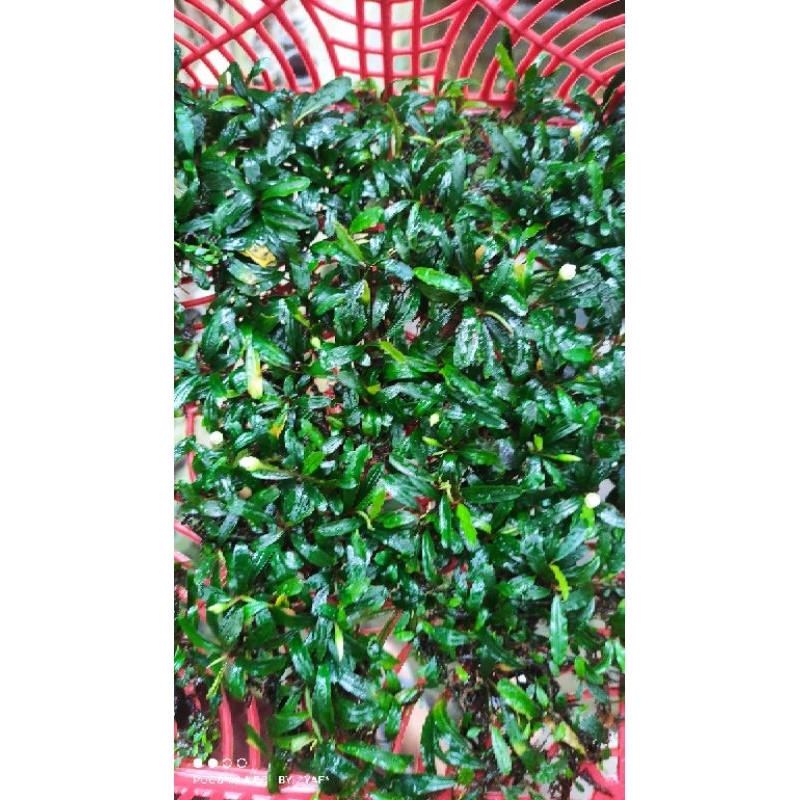 buce mini melawi aquascape per mika