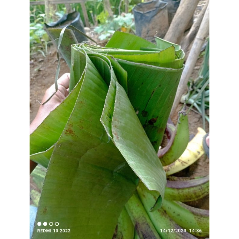 

Daun pisang segar 2 tangkai