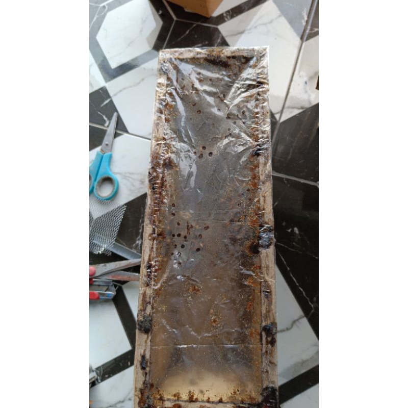 Sarawakensis Lebah Madu Kuning Dreschery Disceri Laeviceps Habibat Aksesories Beekeeping Beekeepers