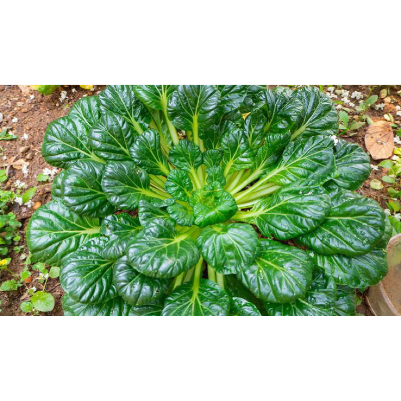 50 Benih Sawi Pagoda Sayur Benih Sawi Pagoda Unggul Berkualitas Bibit Sawi Pagoda Unggul