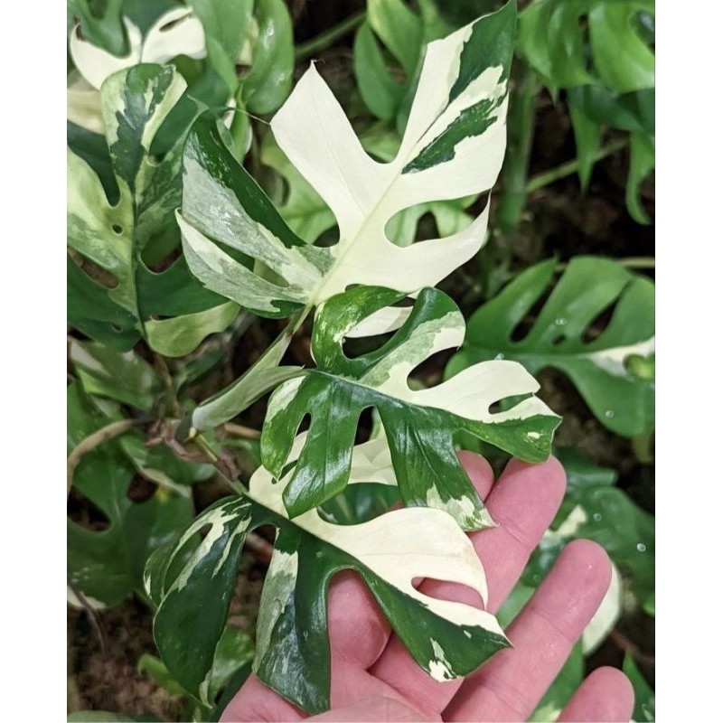 rhapidopora tetrasperma varigata