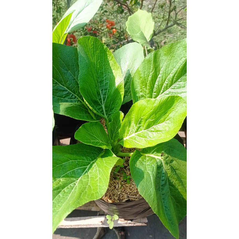 250 Benih Sawi Caisim Sayur Benih Sawi Caisim Unggul Berkualitas Bibit Sawi Caisim Unggul