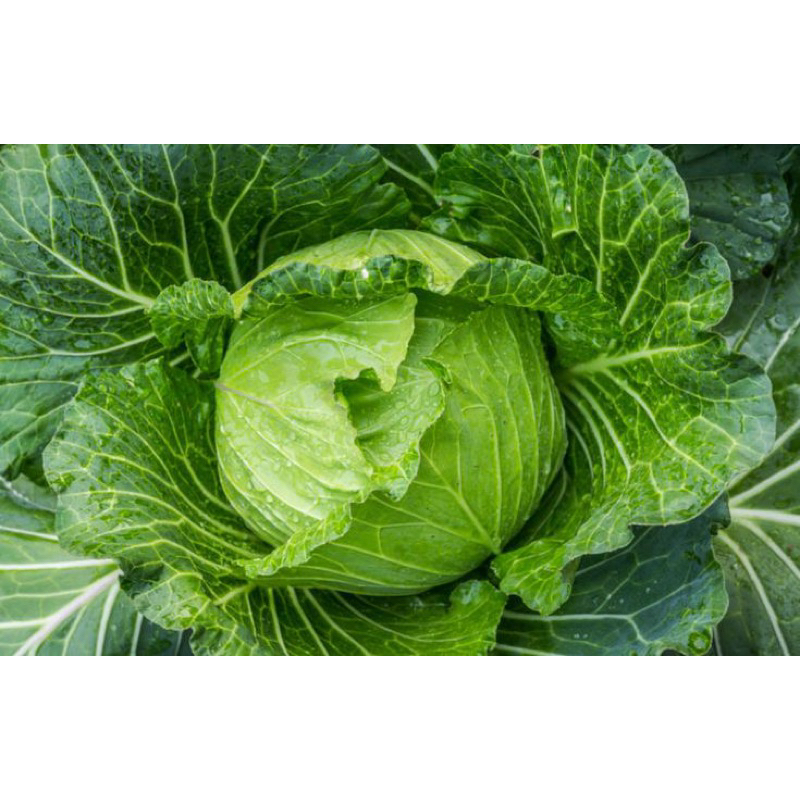 15 Benih Kol Kubis Hijau Sayur Benih Kol Kubis Hijau Unggul Berkualitas Bibit Kol Kubis Hijau Unggul