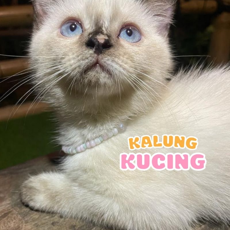 Kalung Kucing Manik Aesthetic - Kalung Kucing Custom - Kalung Kucing Aesthetic