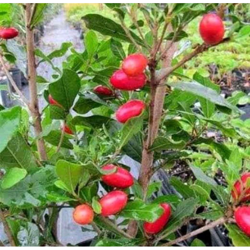 Bibit tanaman buah ajaib miracle fruit BERBUNGA siap berbuah