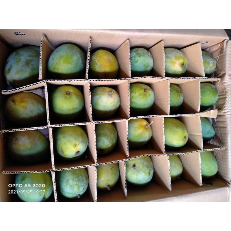 

Buah mangga harum Bali fress/buah mangga alpukat/buah mangga manis