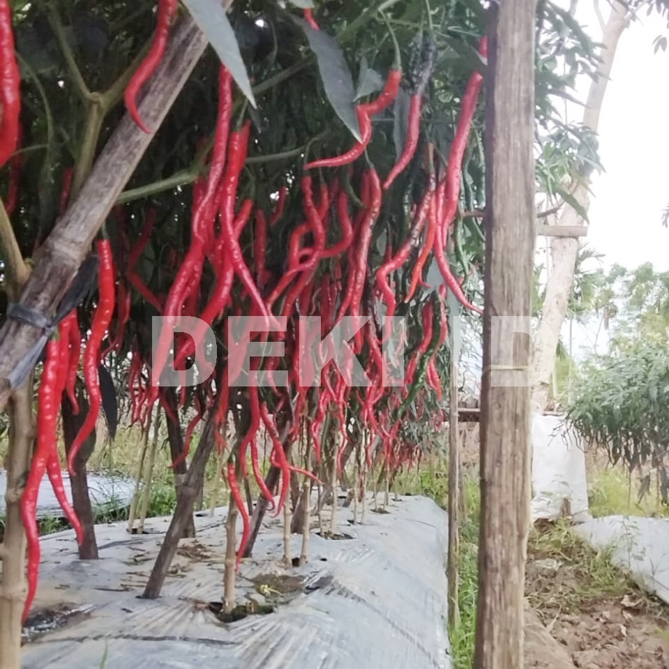 Benih Cabe Awe Aceh Bibit CMK Cabai Merah Keriting 10 Gram