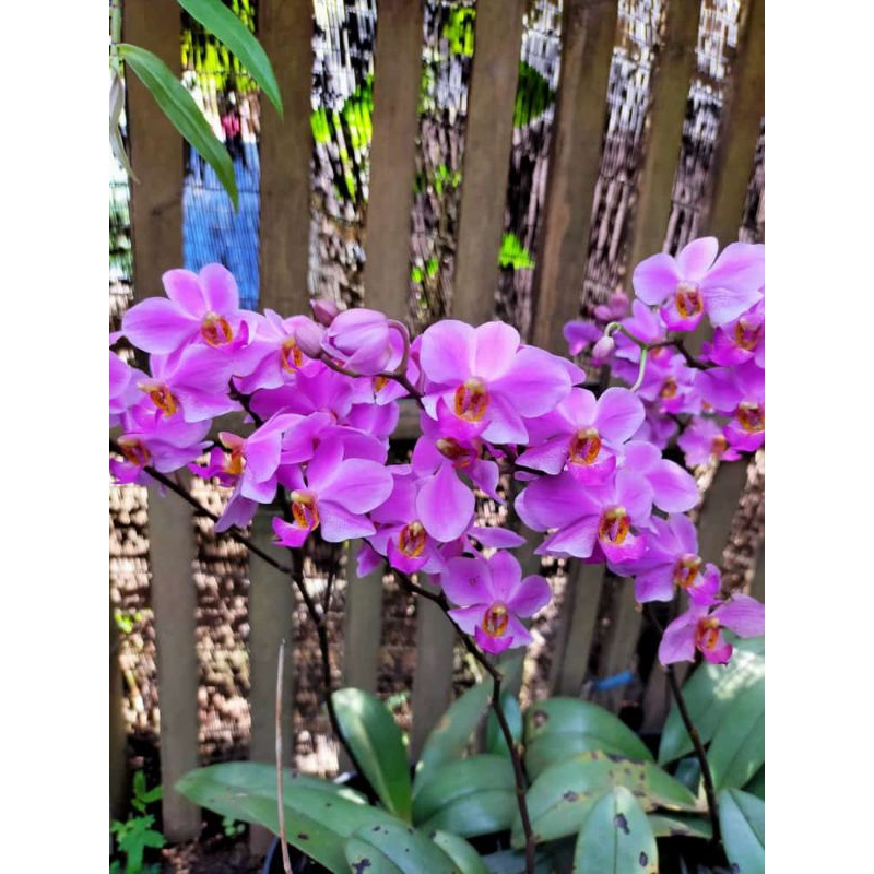 Bulan doritis/Phal pulcherima rimbun spike