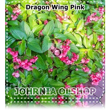 Johrnia 3 Benih Biji Bunga BEGONIA Dragon Wing Pink