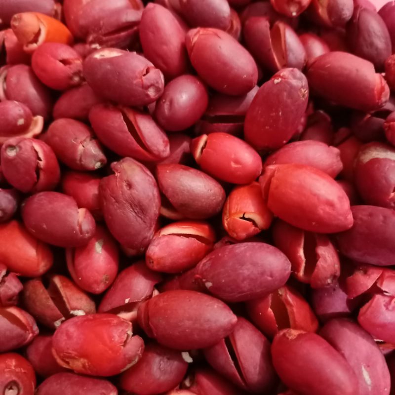 

kulit tangkil atau kulit melinjo segar super