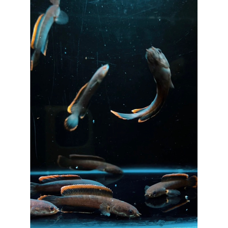 Channa Limbata CB 5-6cm