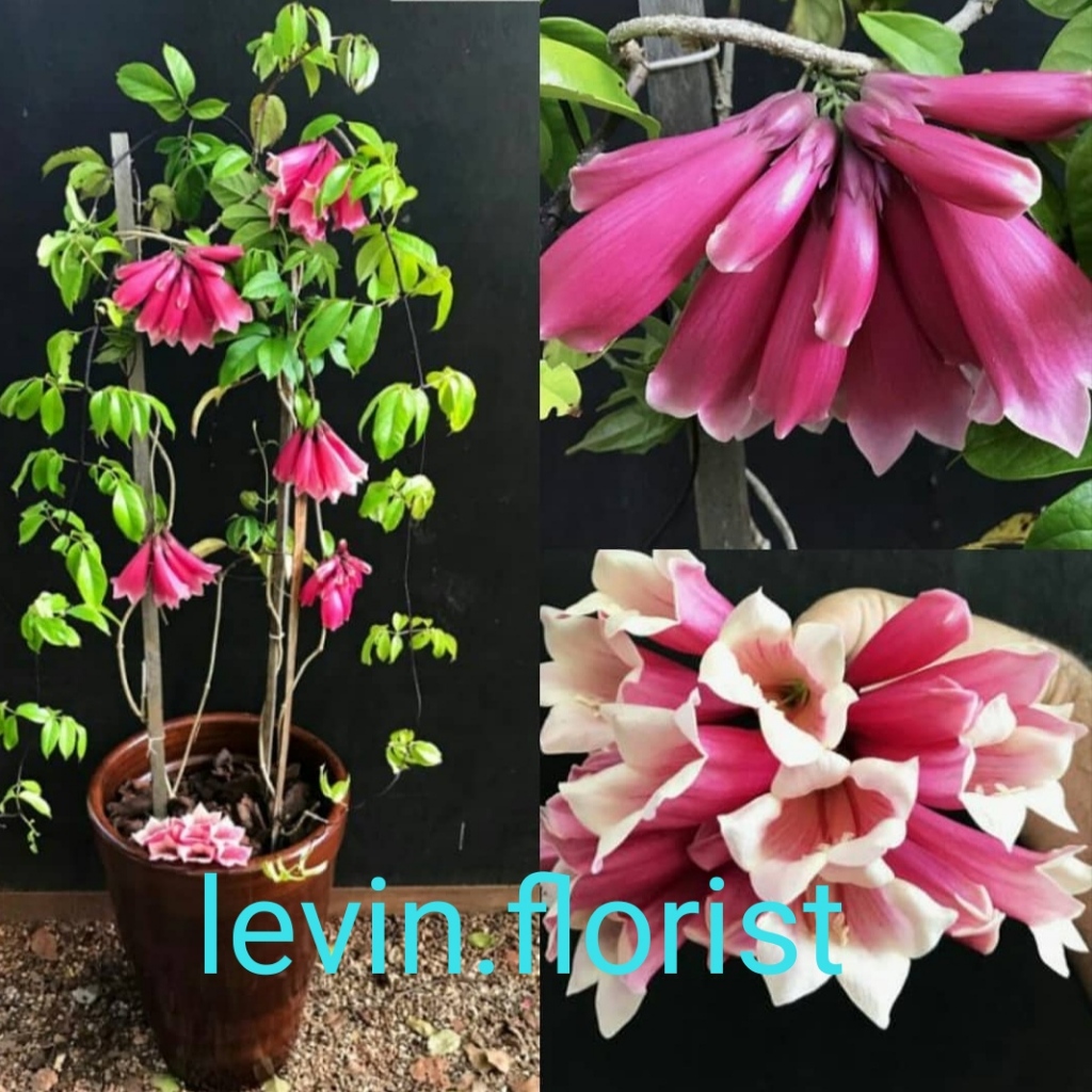 Tecomanthe dendrophila / new Guinea temper Vine / Fraser Island creeper / bibit tanaman hias bunga r