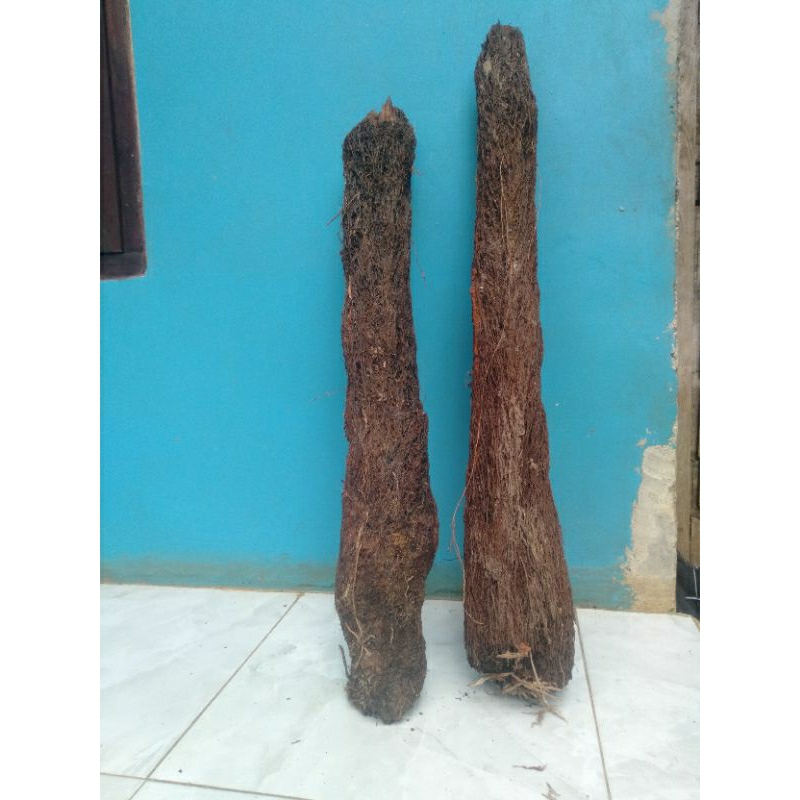 media tanam anggrek  pohon pakis kering