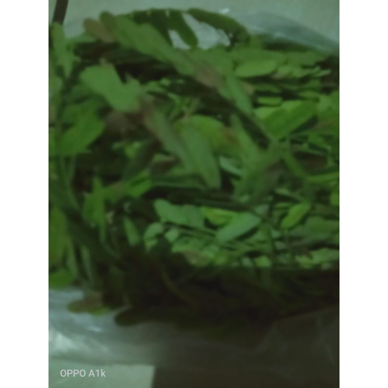 

daun sinom/ daun asam 100 gr redy