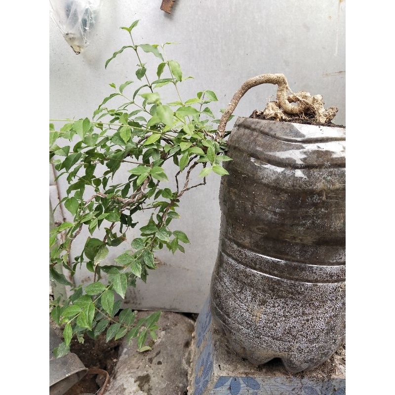 bonsai sakura mikro otr cascade