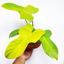 Philodendron Violin Golden Rimbun 4-5 Daun / Philo Violin Golden