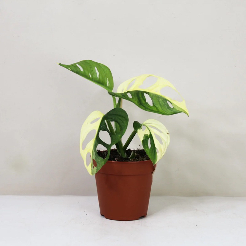 MONSTERA ADANSONII VARIEGATA ALBO
