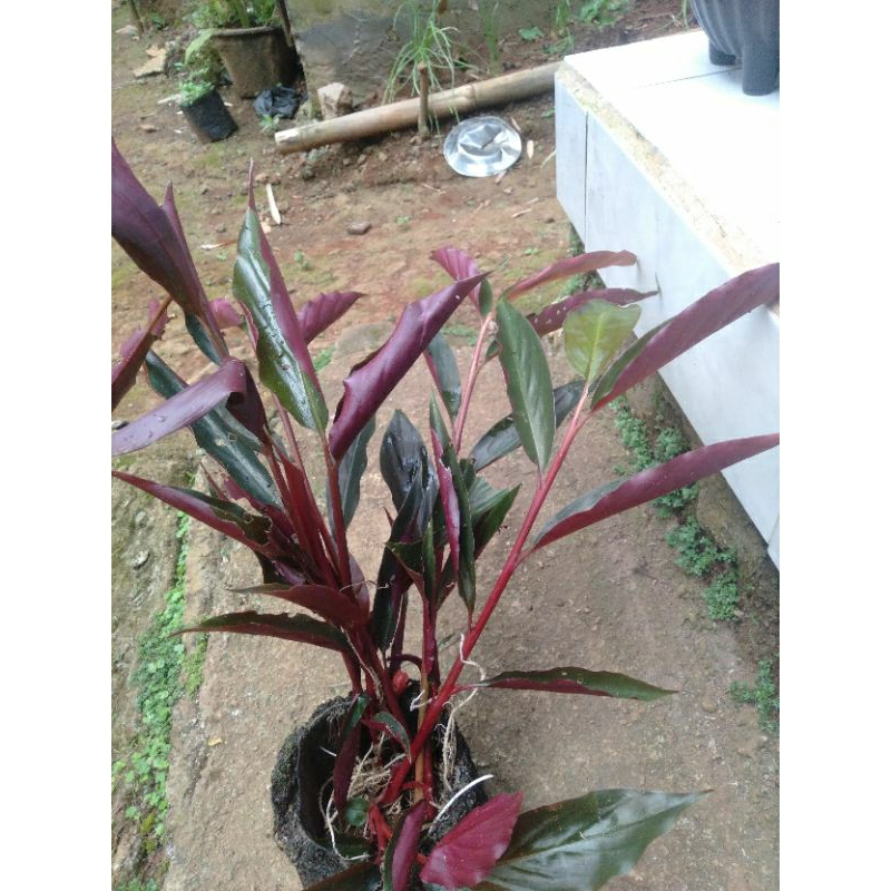 bibit kecombrang merah