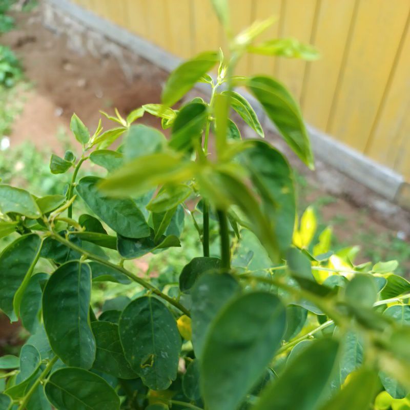 

100grm daun katuk segar hijau kemasan multipack