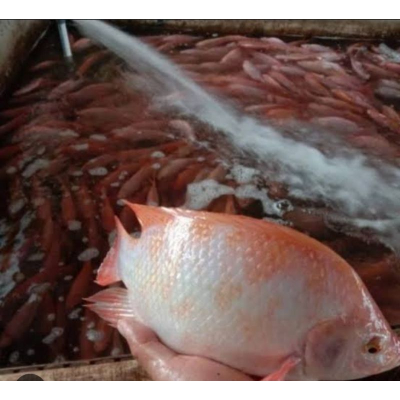 

ikan nila merah hidup 1 kg