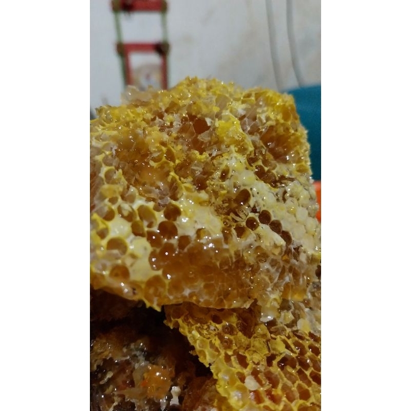 

MADU 100%MURNI tawon locok, tanpa pakan