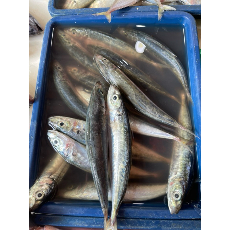

ikan layang segar