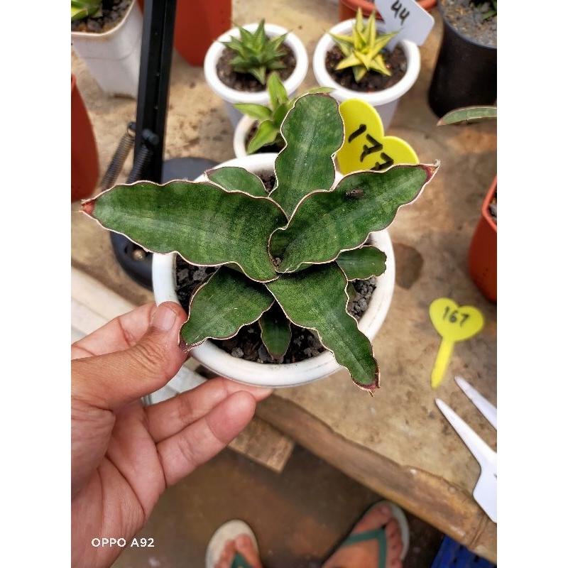 link co mbnusery sansevieria hibride horwood x malawi