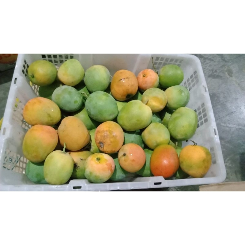 

Mangga Gedong Gincu