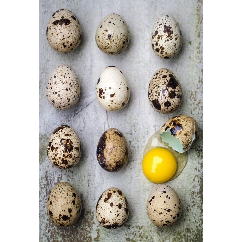 telur puyuh/telur burung