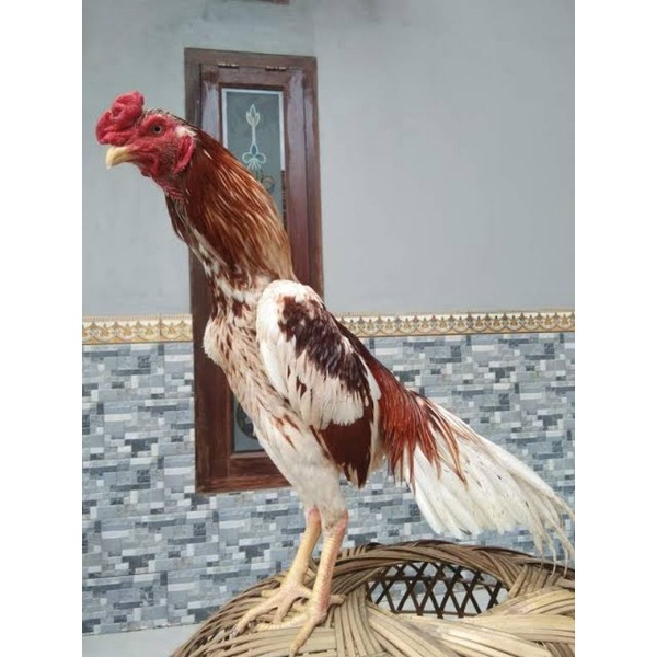 Telur Ayam Bangkok King Untuk Ditetaskan