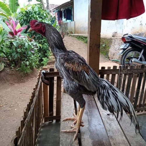TELUR AYAM BANGKOK KLASIK UNTUK DI TETASKAN