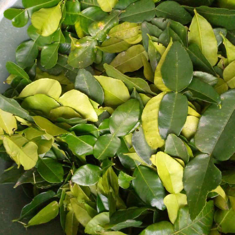 

Daun jeruk purut segar angka 8 untuk masak