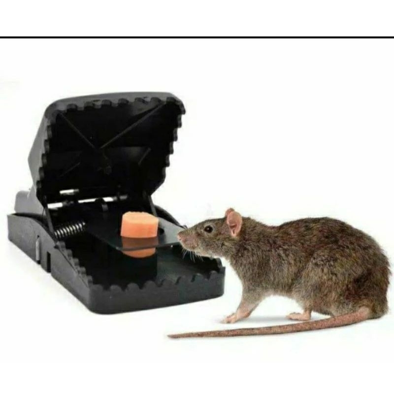 ALAT JEBAKAN JEPIT TIKUS JEBAKAN TIKUS