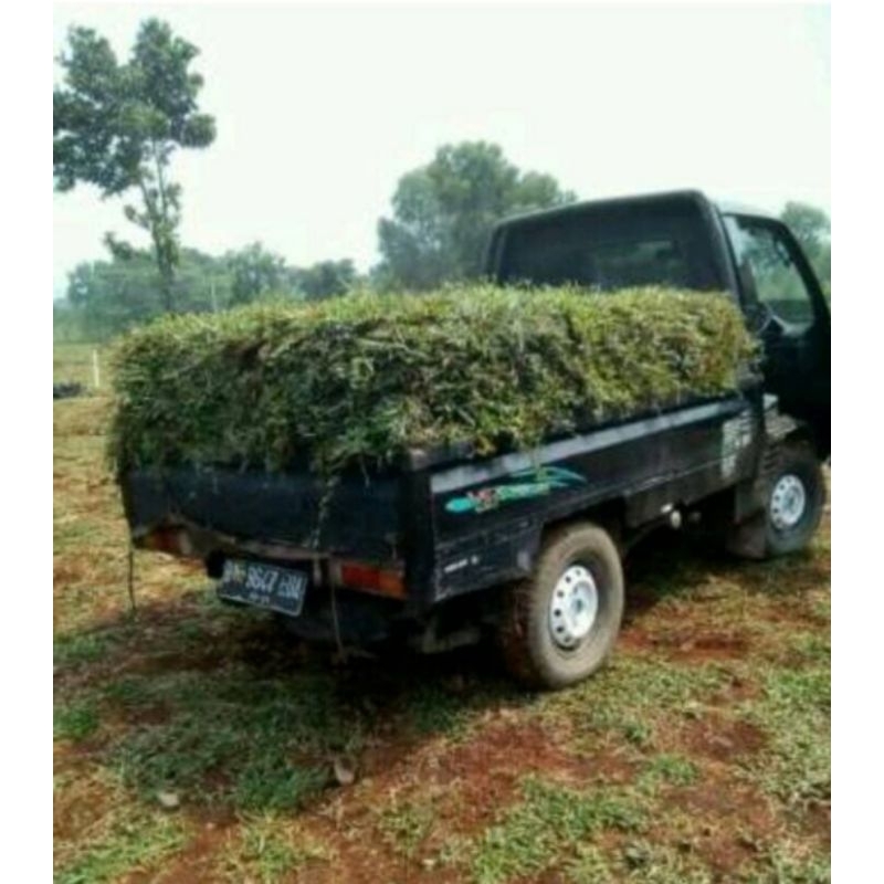 Rumput gajah biasa/rumput paitan 1 carry pic up
