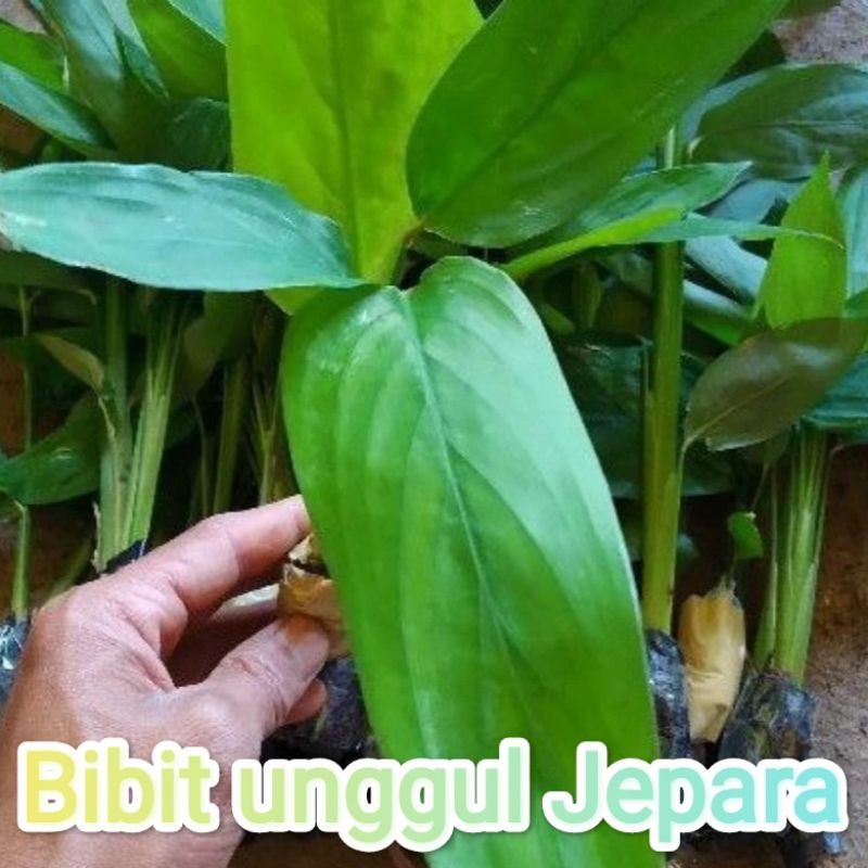BIBIT UMBI KEROT GANYONG PUTIH