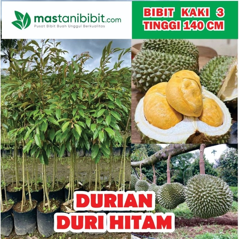 Bibit Durian Duri Hitam Kaki 3 Tinggi 1.5 Meter