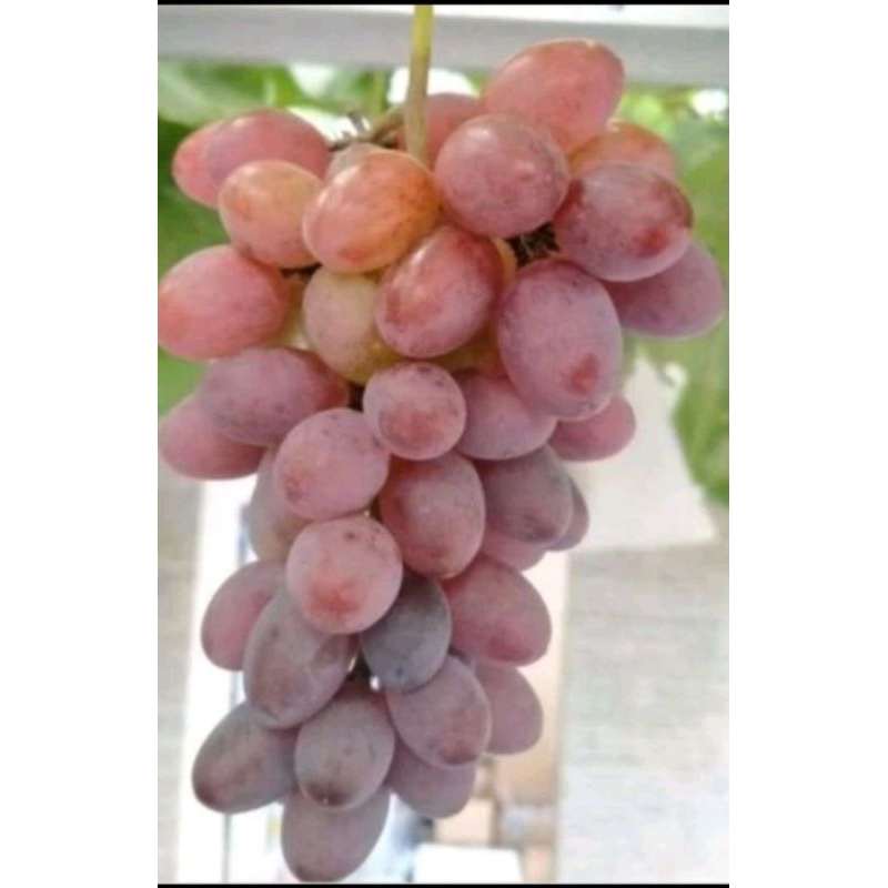 bibit anggur import Jupiter valid