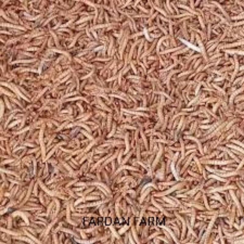 ulat Hongkong pakan burung 50 gram