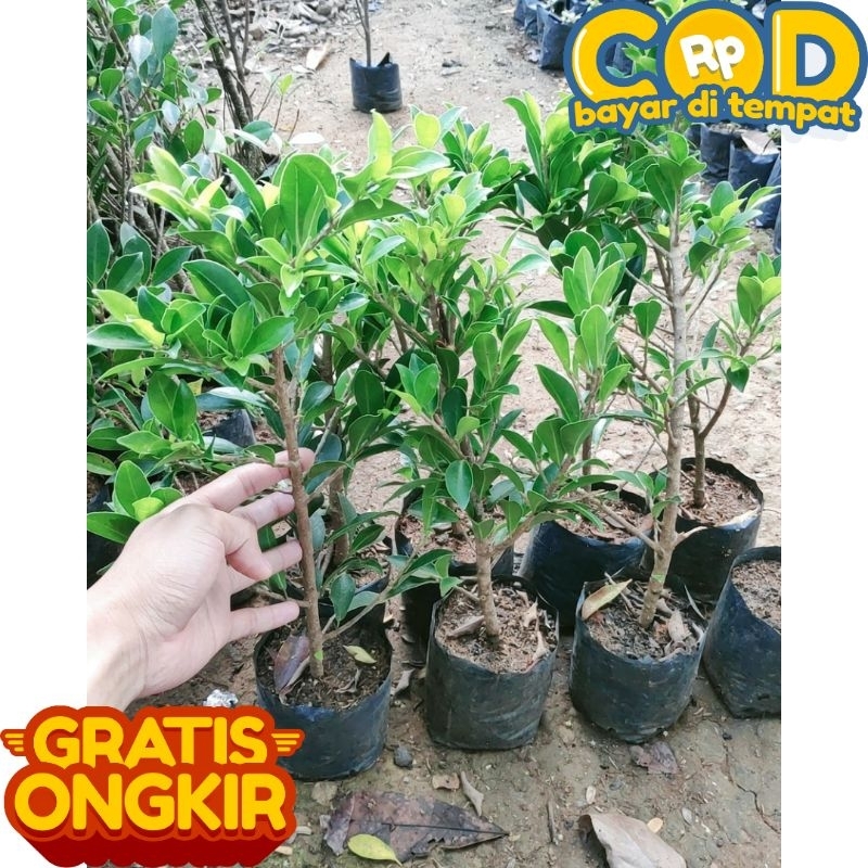 BAHAN BONSAI BERINGIN ELEGANT RAWATAN