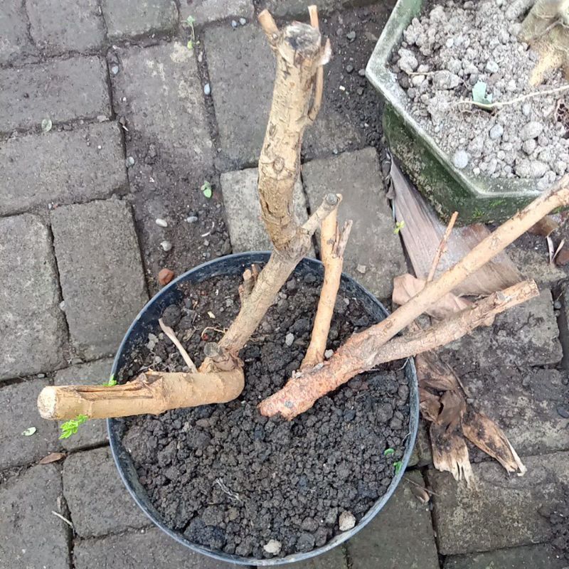 bahan bonsai murbei 2 pohon