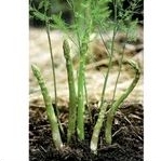 Benih Asparagus gram