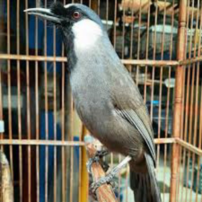 BURUNG POKSAY HONGKONG BETINA