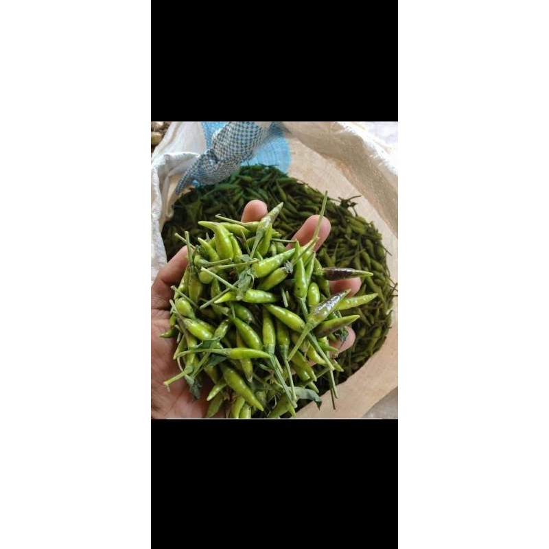 

cabe rawit hijau