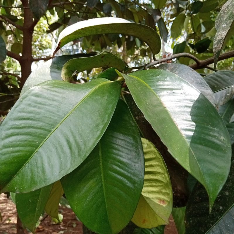 

DAUN MANGGIS SEGAR ORGANIK 250 GRAM