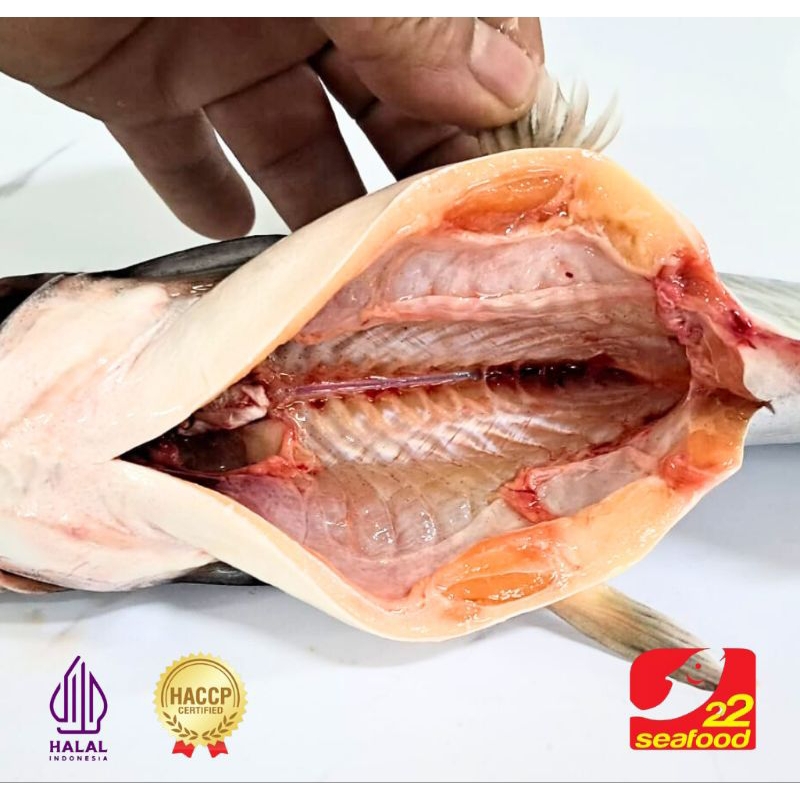

Ikan Dori Patin 0.9-1 Kg WGGS / Bersih Tanpa Jeroan / Seafood 22