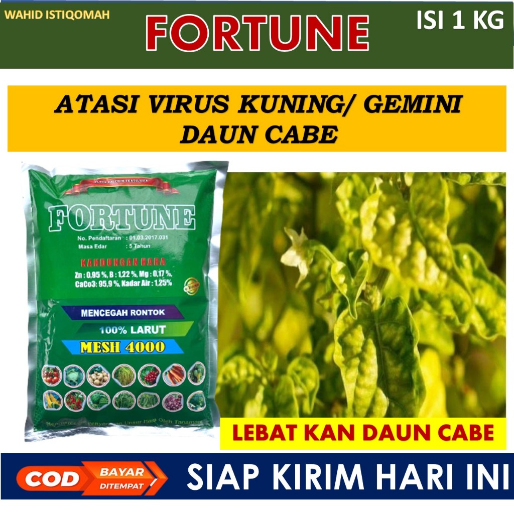 1 kg FORTUNE pupuk kalsium penyakit kuning keriting rontok cabe -  Pupuk Kalsium Untuk Tanaman cabe 