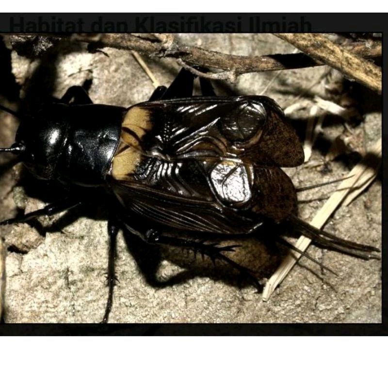 Jangkrik pengusir tikus~Jangkrik genggong~Jangkrik masteran~Jangkrik festifal