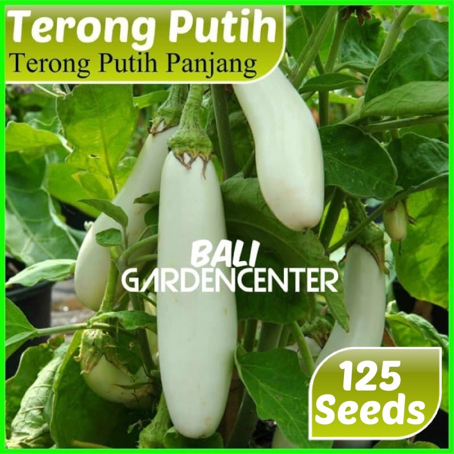 Isi 125 Benih Biji Terong - Terong Panjang Putih