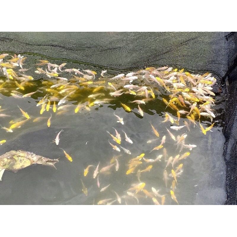 Ikan Hias Koi Kumpay Slayer Size 5-7cm Aquarium Kolam