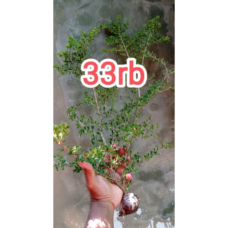 saeng simbur vietnam golden varigata